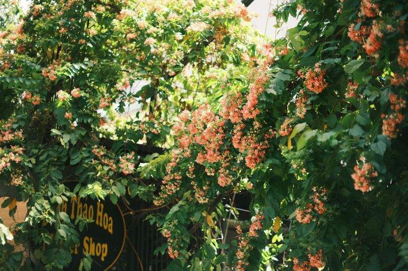 L'Arte della Potatura: Guida per Principianti