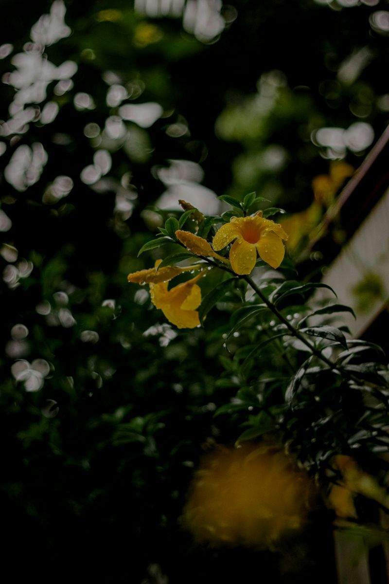 Giardini Fioriti Srl - Image 15